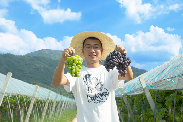 消费者在展示刚采摘到的葡萄。