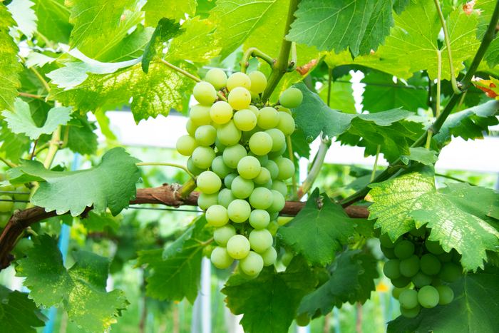 大棚内一串串葡萄挂满枝头。