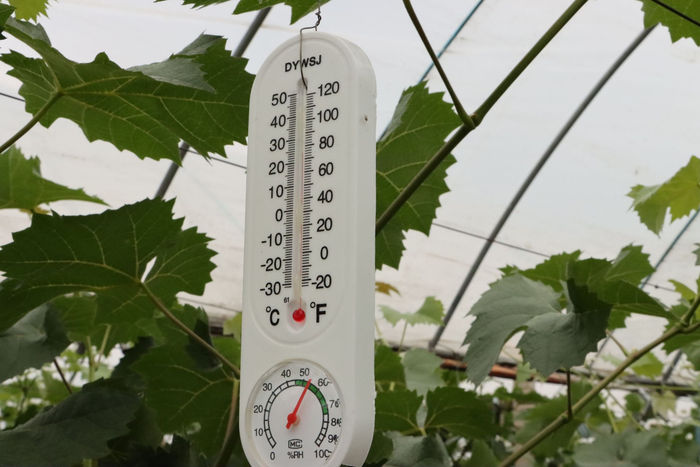 种植户在葡萄棚里按照标准种植。