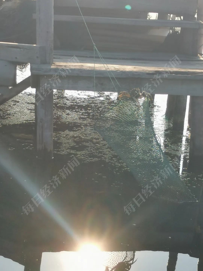 一只正在从地笼中“越狱”的螃蟹