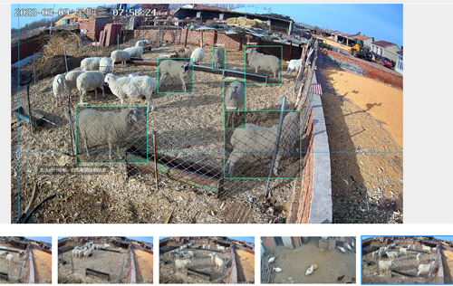 华为云AI技术解决了养殖场的人力问题和禽畜的健康问题