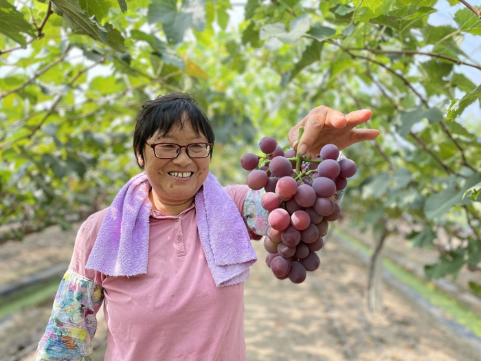 大圩葡萄再次迎来丰收，果农脸上洋溢着幸福的笑容。