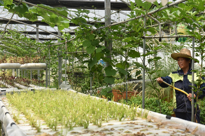 北莱村民在大棚内护理果蔬 北莱村委会供图