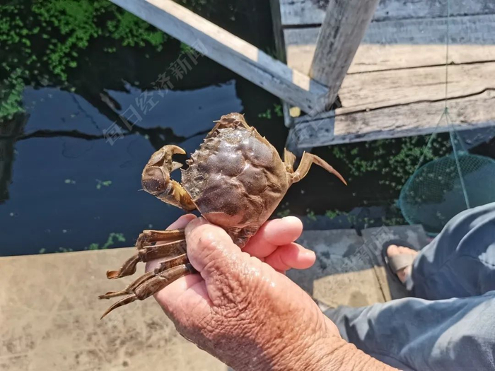 老潘展示自己养的大闸蟹