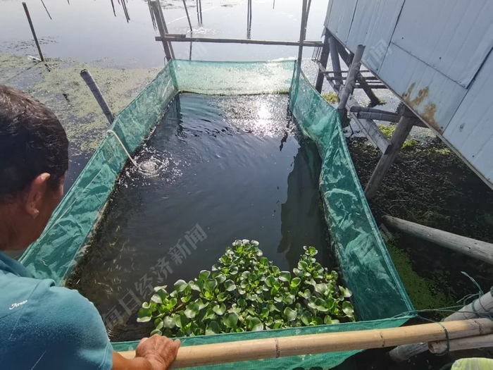 被圈起来养阳澄湖1号大虾的地方