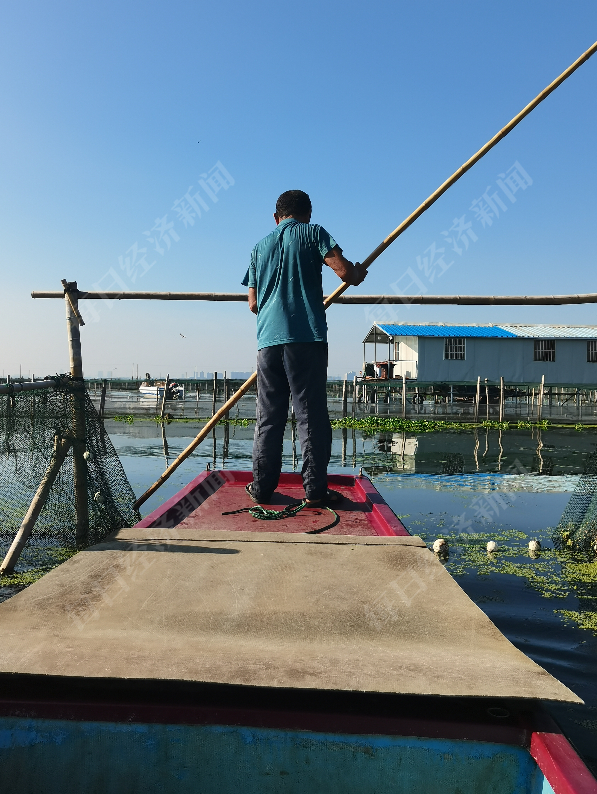老潘驾驶小船进入养殖区域，后背已被汗水浸湿