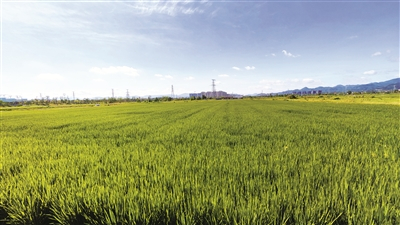     江口街道周村，“非粮化”整治后增加800多亩粮田（余建文 摄）