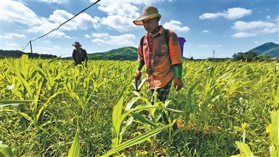     工人为复耕田的玉米施肥    （余建文 摄）