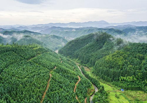  杉木林         南京林大供图