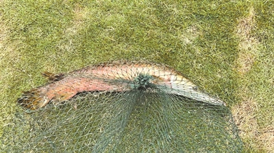 今年6月份，深圳捕捞上岸的鳄雀鳝长约1米。图片来源：读特往期报道。