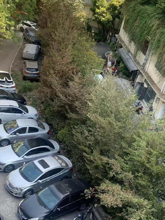 重庆南岸区某小区楼下植物已经因高温而干枯变黄。