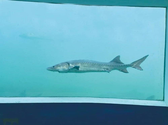 ▲长江楼养殖池里畅游的中华鲟。周涵维 摄