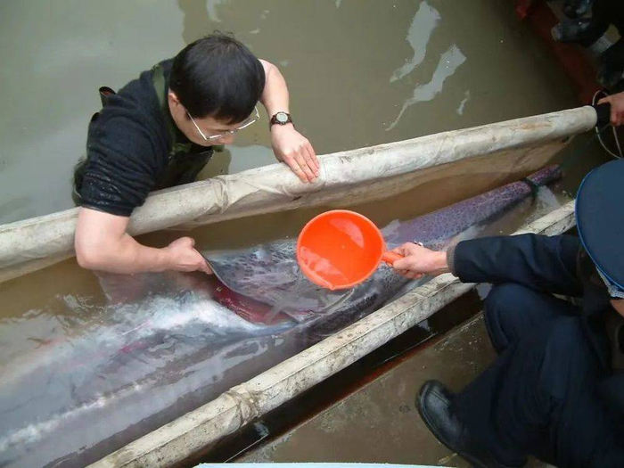 ▲2003年宜宾长江边，危起伟救助最后一条现身的白鲟。危起伟供图