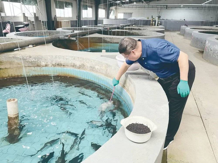 ▲危起伟在育苗车间查看中华鲟幼鱼长势情况。周涵维 摄