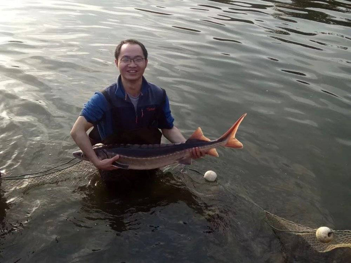 ▲叶欢在查看长江鲟状态。叶欢供图
