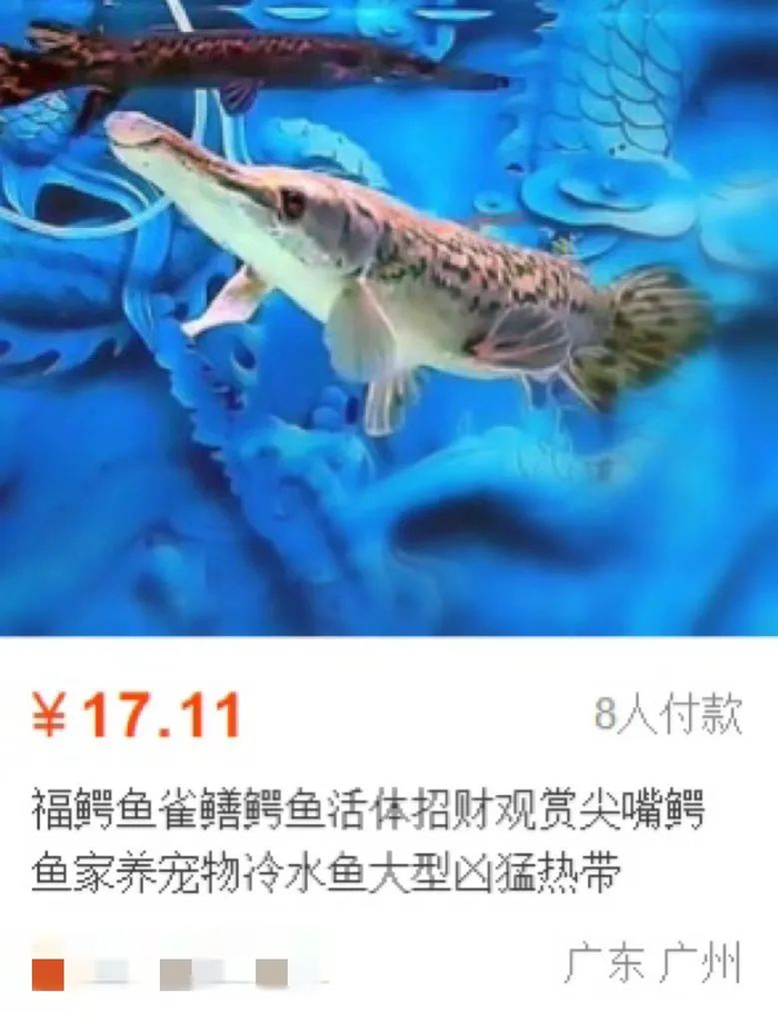 某电商平台销售的活体鳄雀鳝 图/淘宝截图