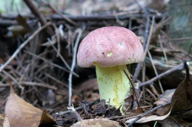 黄靛牛肝菌 （庆元县食用菌科研中心供图）有毒野生菌