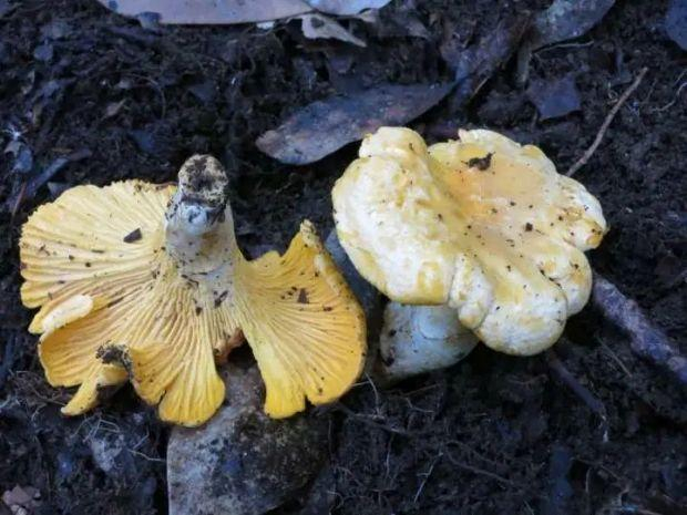 鸡油菌 （庆元县食用菌科研中心供图）
