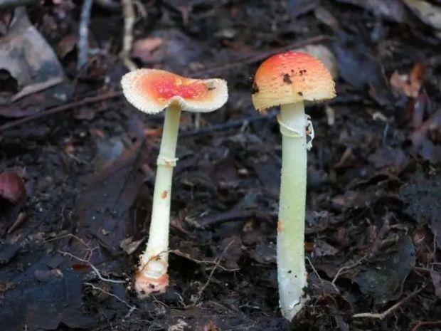 红托鹅膏 （庆元县食用菌科研中心供图）