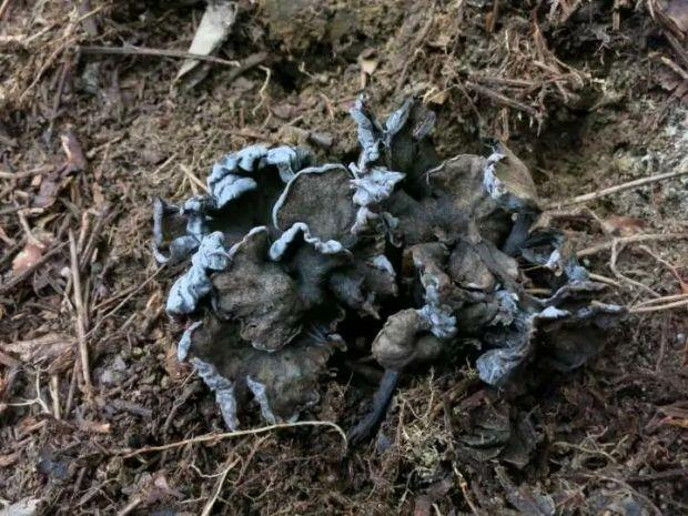 灰褐鸡油菌 （庆元县食用菌科研中心供图）