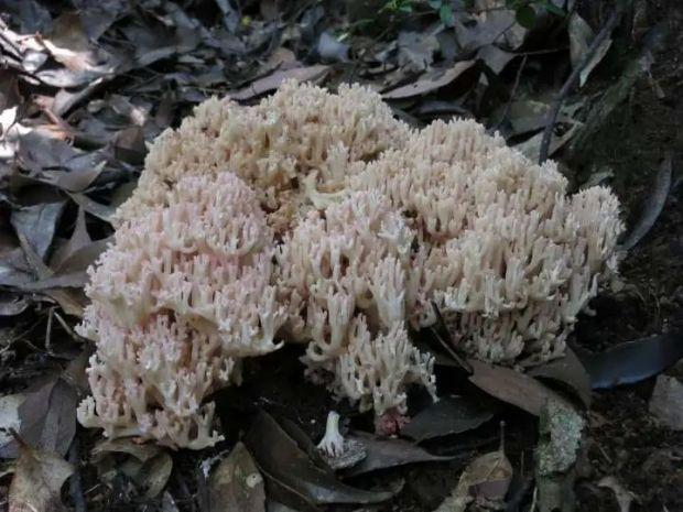 葡萄色顶枝瑚菌 （庆元县食用菌科研中心供图）