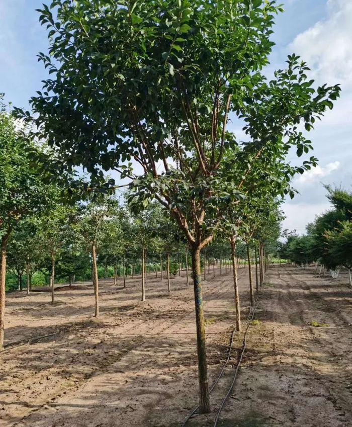 滴灌逐渐成为苗圃标配