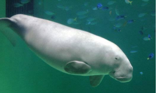 儒艮。图源网络