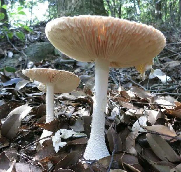 锥鳞白鹅膏菌 （庆元县食用菌科研中心供图）