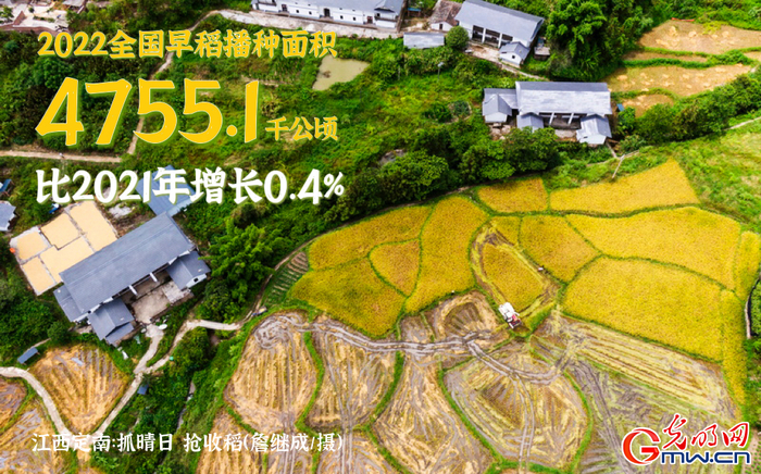 8月11日，在江西省赣州市定南县龙塘镇忠诚村，当地农民抓住晴好天气抢收早稻，确保颗粒归仓。（光明图片 詹继成/摄）