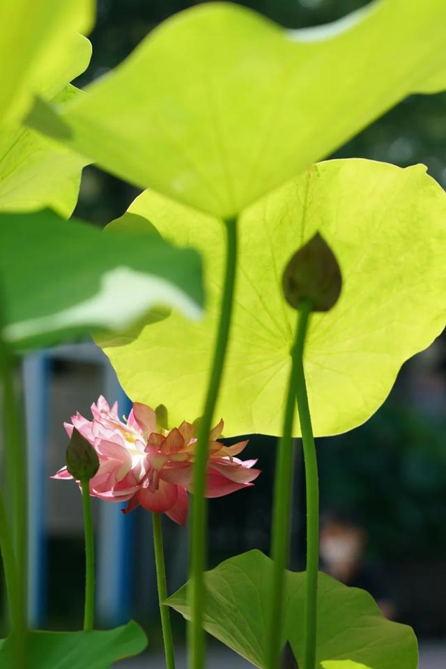 荷花戴琪/摄