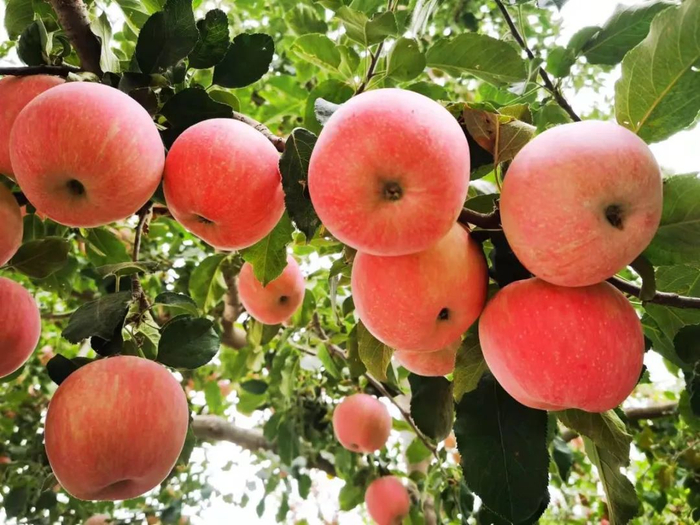 ▲阿克苏苹果。 来源：中国日报网