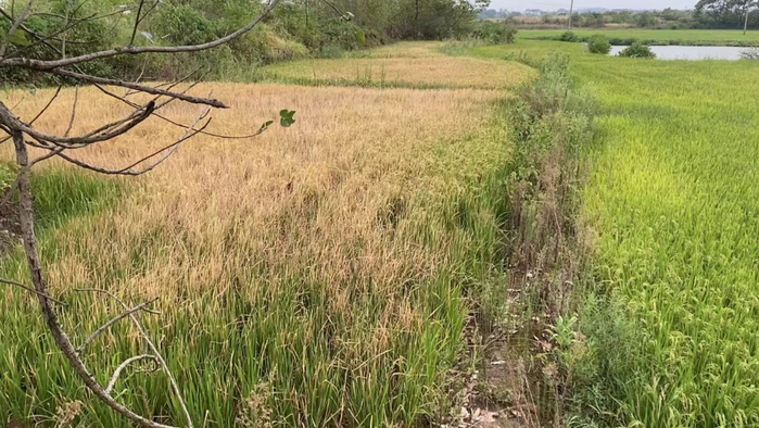 程昭元的稻田里，不少水稻已经枯黄绝收 时代周报记者王晨婷摄