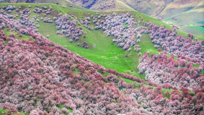 ▲吐尔根杏花沟。新华社发