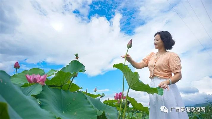 游客在覃塘区观赏荷花。（李成伦摄）