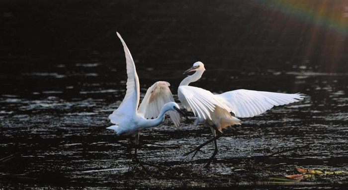         图为邯郸市峰峰矿区滏阳河岸边嬉戏的白鹭。。（（受访者供图受访者供图））