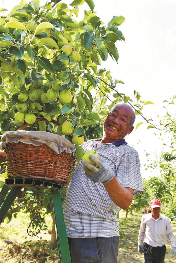     一师九团十三连的香梨喜获丰收，果农们正忙着采摘香梨（资料图片）。李向文  摄
