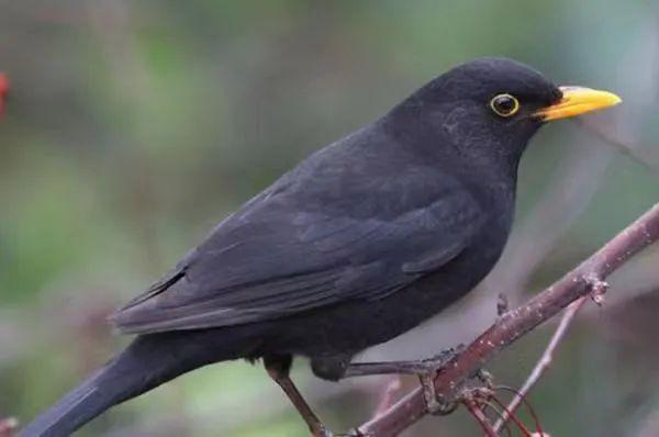 世纪公园常驻鸟类：乌鸫（图片来源于网络）