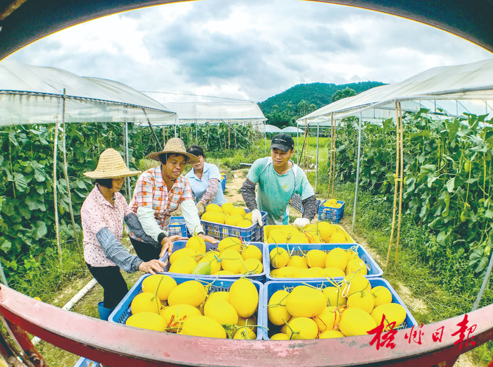 果农将采摘的“黄金蜜露”香甜瓜装车。覃波 蒙城 摄