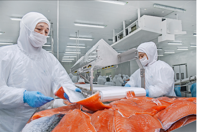 　　正在加工的佳沃三文鱼