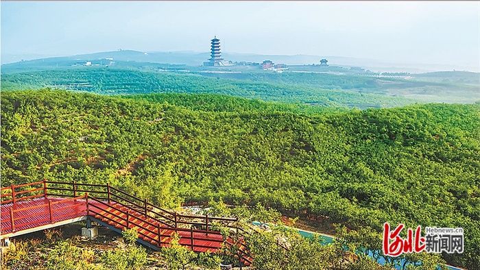 赞皇县万亩枣园。 河北日报资料片