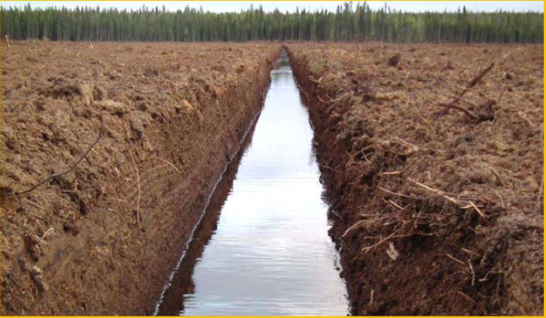 热带木本泥炭地排水渠道