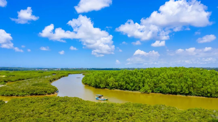 高桥红树林 罗锦屏 摄