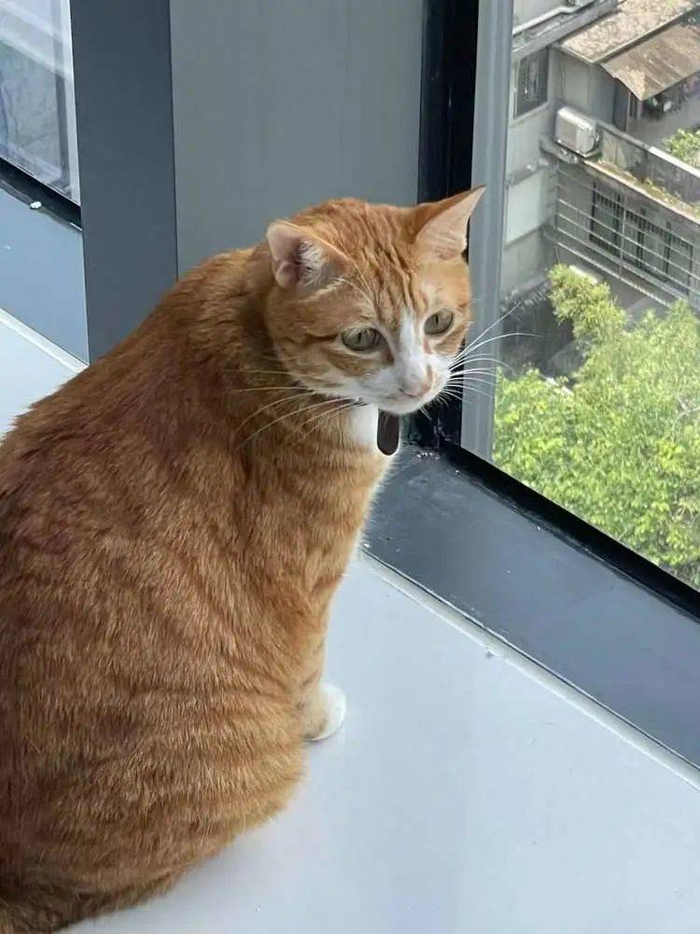 如今“橘橘胖胖“的姜哥。/牧羊 摄