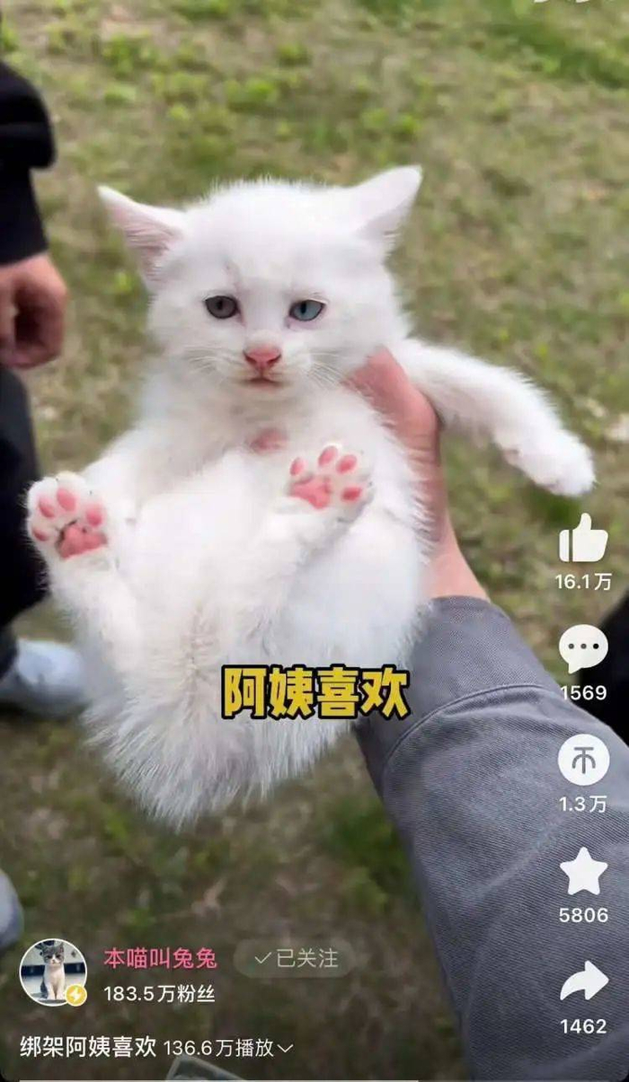 @本喵叫兔兔 独特的取名方式让观众们津津乐道。/@本喵叫兔兔B站视频截图