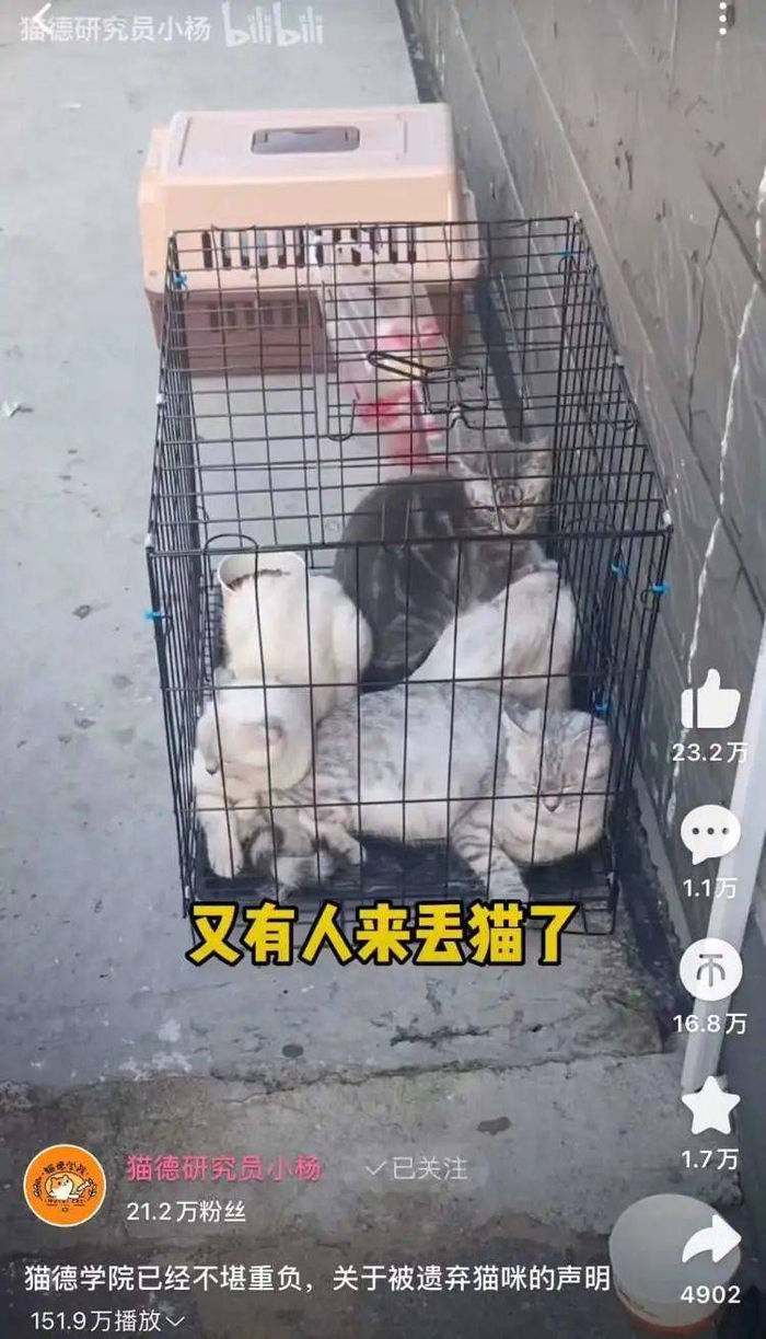 猫德动物医院门口，有人一次性丢了四只猫，其中一只已怀有三子。/@猫德研究员小杨B站视频截图