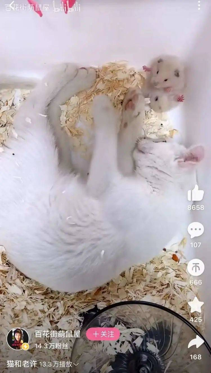 求仓鼠的心理阴影面积…… /@百花街萌鼠屋B站视频截图