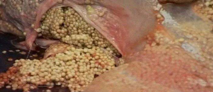 鳄雀鳝的卵。来源/纪录片《自然传奇：拯救鳄雀鳝》截图