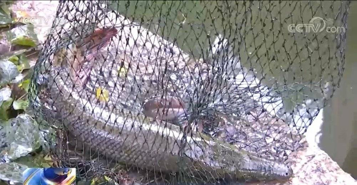 被捕获的鳄雀鳝。来源/央视新闻截图