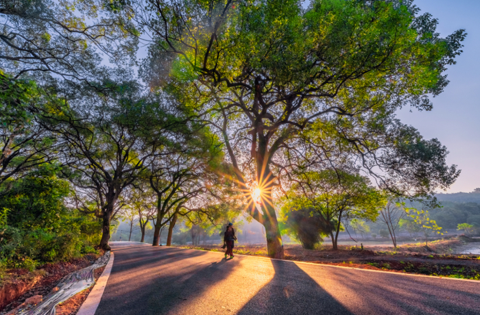 △拾贝湖樟树公园。