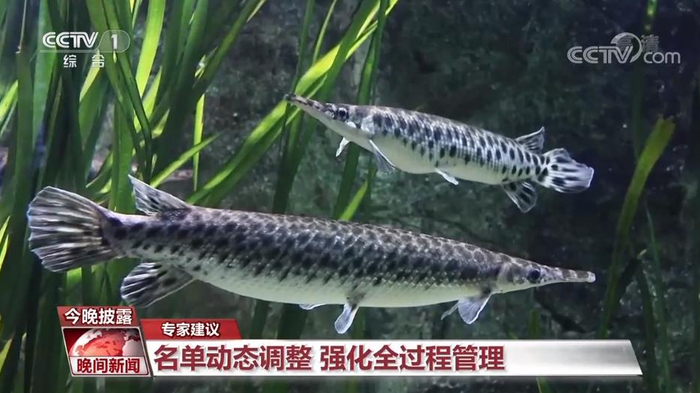 水族箱里饲养的鳄雀鳝&nbsp;图片来源：央视新闻截屏